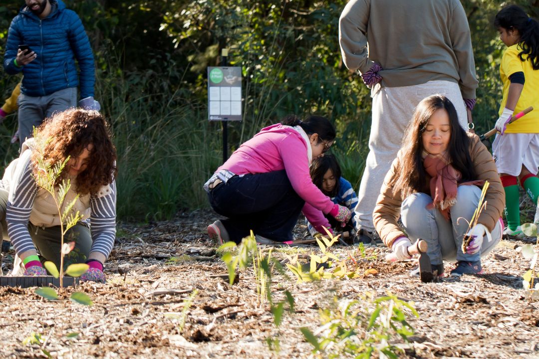 National Tree Day 2023 City of Parramatta